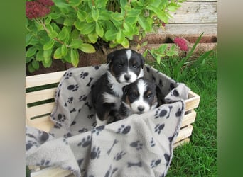 Mini Aussie Welpen / Miniatur Australian Shepherd Welpen Welpe