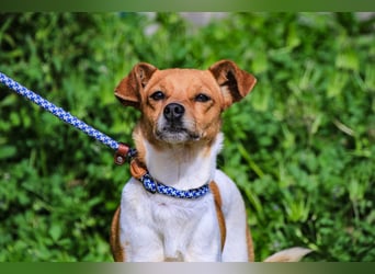Holly, Mix Chihuahua / Beagle, lieb und verträglich