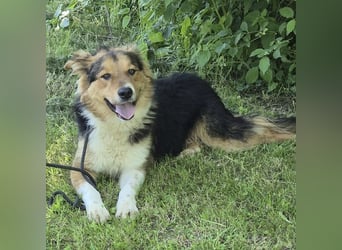 Charlie ein familiengeeigneter Hund
