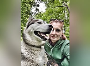 WOLFI ca. 5 J. Malamutmixrüde, kraftvoll und sportlich