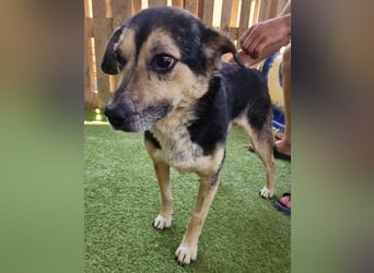 Muffin möchte aus dem Shelter geholt werden