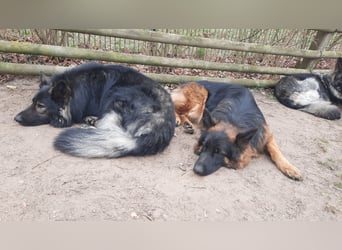 Langstockhaar Schäferhund  Rüde