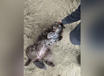 Brios-LM, kleines Wildschwein sucht neues Zuhause!