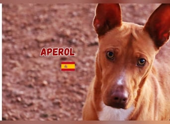 Aperol,geb.06/20,lieber Podenco Rüde sucht seine Familie