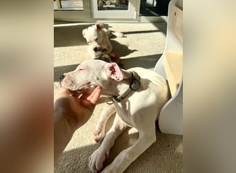 NEUE Welpen sind da.. die reinrassigen Dogo Argentinos mit Ahnenpass