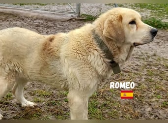 Romeo,geb.11/21,gemütlicher Mastin Espanol sucht seine Familie