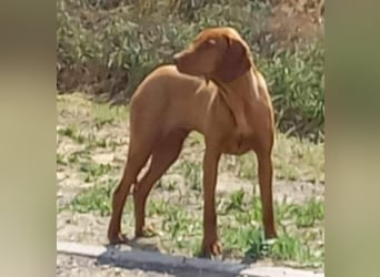 Huba, geboren 01.01.2024, 54cm sucht aktive Menschen (Pflegestelle Deutschland)