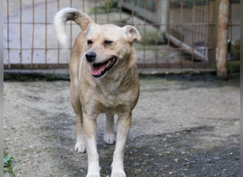 Freundliche INESSA sucht Zuhause zum kuscheln