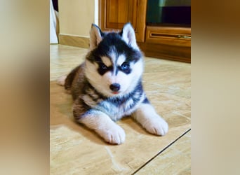 FCI Pedigree Blue Eyed Black & White Siberian Husky Champion Puppy