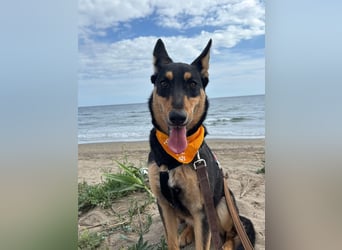 Yassi (Spanien) - wunderschöne Schäferhund-Mischlingshündin