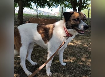 Dolly ein einsamer Schatz