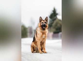 Tolles Zuhause für Muchtar gesucht