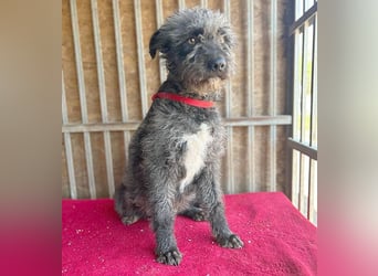 ❤️ kuschelige Familienhündin TAMI - 2 Jahre, 45cm/14kg - Schnauzer-Pumi-Mix ❤️