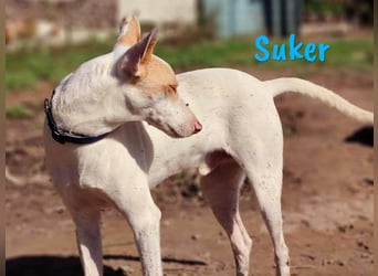 Suker geb. 03/2021 (in Deutschland) - freundlicher und verschmuster Podenco-Mix!