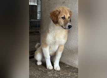 Flikka, geb. ca. 01/2025, lebt in GRIECHENLAND, im städt. Tierheim Serres