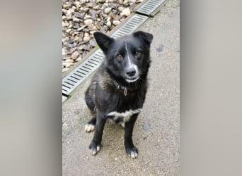 Zauberhafter LEWI - Herzenshund, Knutschkugel und Zuckerbub