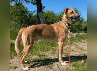 Floris wartet auf sein Für-Immer-Zuhause