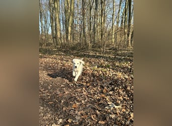 Zwei Schneeweiße Labrador Rüden suchen noch ein tolles Zuhause mit Ahnentafel
