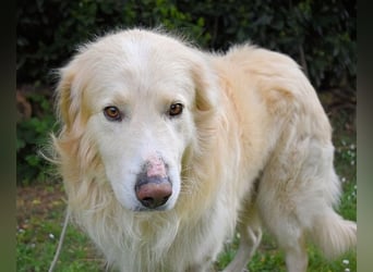 Marble - Die Geschichte vom geprügelten Hund