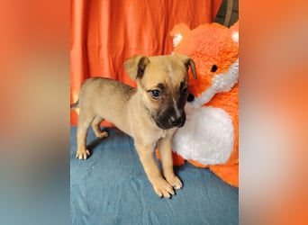 Die kleine Dorisz ist lieb und verspielt !