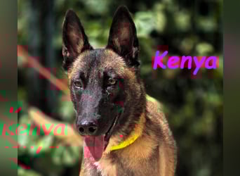 Kenya 10/2024 (ESP) - lebensfrohe und liebevolle, wunderschöne Malinois Junghündin!