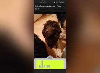 Maltipoo