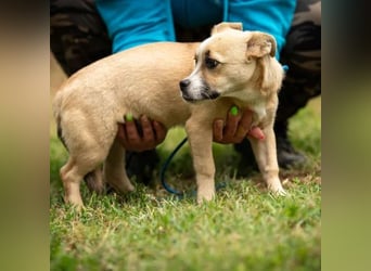 Luan