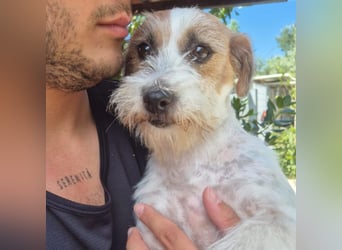 America - ausgeglichene,  freundliche kleine Terrier Dame sucht liebevolle Menschen
