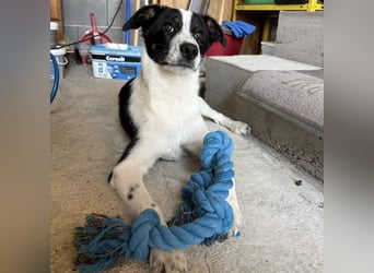 Zorro ein ganz lieber Kerl