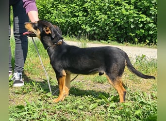 Kenby ein fröhlicher freundlicher Bub
