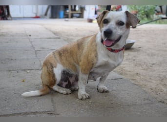 Tillie - bezaubernde, liebenswerte Dackel Mix Hündin