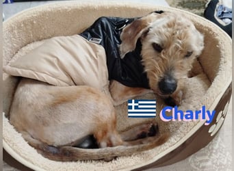 Charly,geb.09/22,freundlicher Terrier-Mix sucht seine Familie