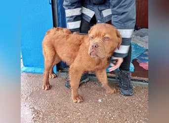 Melo, will das Tierheim verlassen
