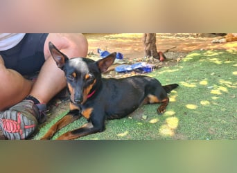 Coqueta, eine süße Pinscher Dame