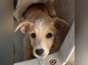 Tasha, geb. ca. 03/2025, lebt in GRIECHENLAND, im städt. Tierheim Serres
