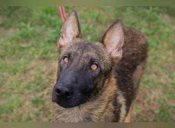 Chip 231769: Sucht ein Zuhause