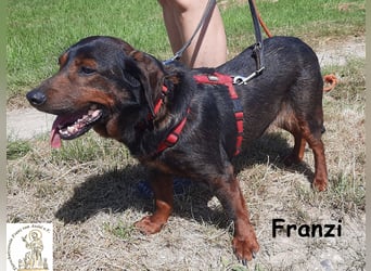 Franzi – kleine Hundedame chillt ihr Leben