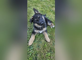 Schäferhund Welpen