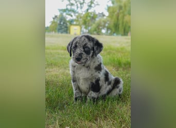 Aussiedor ( Australian Shepherd x Labrador) Welpen suchen neues Zuhause