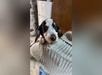 Beagle Mischlingsdame EADIE (*Dezember 2024) sucht eine Familie