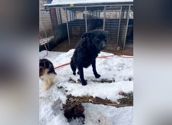 Freundlicher PANCHO ist ein liebevoller und allseits beliebter Traumhund