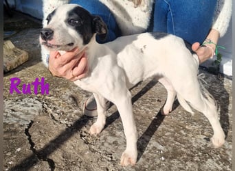 Ruth 10/2024 (ESP Pflegestelle) - sonnige und sanfte, kleine Bodeguero-Mix Welpin!