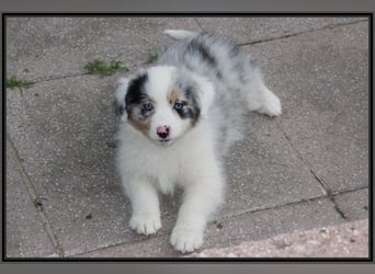 Australian Shepherd - Traumwelpen -KEINE Arbeitslinie-aus langjähriger Familienaufzucht.