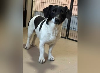 Domino, geb. 30.11.2021, 35 cm, wünscht sich ein eigenes Körbchen