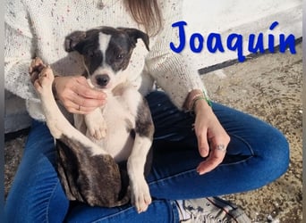 Joaquín 10/2024 (ESP Pflegestelle) - neugieriger und zärtlicher, kleiner Bodeguero-Mix Welpe!