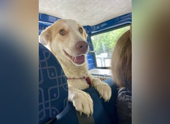 LEEBA - Ein Herz auf vier Pfoten sucht ihr Zuhause Zuhause oder Pflegestelle zum 06.09.2025 gesucht!