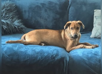 Elay, ein Herzenshund sucht sein Glück, PS in 94078 Freyung