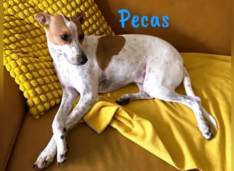 Pecas 05/2022 (in Deutschland) - frech, klug und bereit fürs Abenteuer!