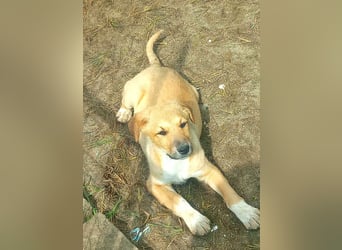 Aron, Welpenjunge sucht Dich