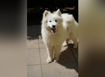 Romy SR – Kleine Schneeflocke mit großem Herzen